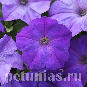 Петуния Easy Wave Lavender Sky Blue - 5 шт 10855
