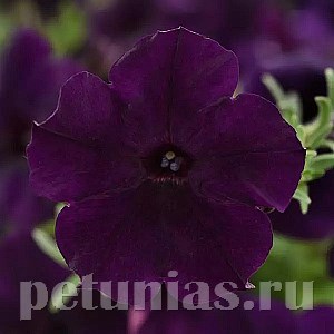 Петуния Easy Wave Navy Velour - 5 шт 10856