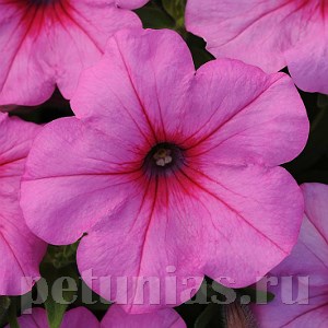 Петуния Easy Wave Pink Passion - 5 шт 10858