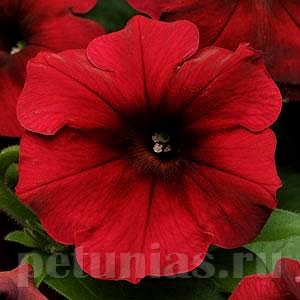 Петуния Easy Wave Red Velour - 5 шт 10861