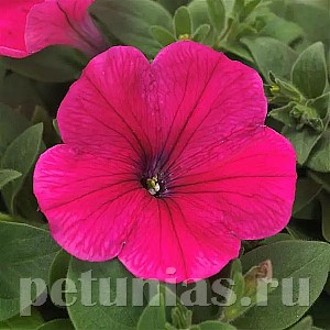 Петуния Easy Wave Rose - 5 шт 10862