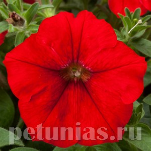 Петуния FotoFinish Red - 5 шт 10871