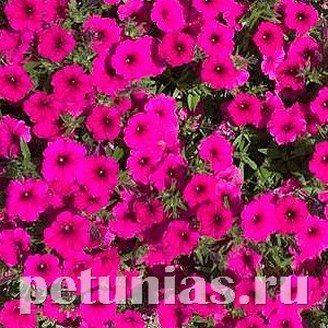 Петуния Garden Beauty Deep Violet - 5 шт 10872