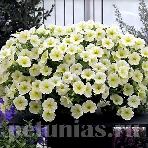 Петуния Opera Supreme Lemon - 5 шт 10876