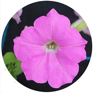 Петуния Opera Supreme Pink - 5 шт 10878