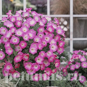 Петуния Opera Supreme Pink Morn - 5 шт 10879