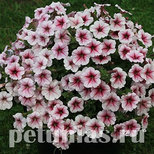 Петуния Opera Supreme Raspberry Ice - 5 шт 10882