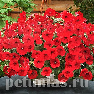 Петуния Opera Supreme Red - 5 шт 10883