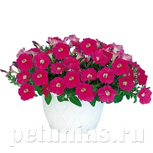 Петуния гибридная Pendolino Rose Eye - 5 шт 10891
