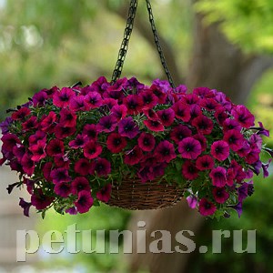 Петуния Shock Wave Deep Purple - 5 шт 10901
