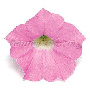 Петуния Shock Wave Pink Shade - 5 шт 10903