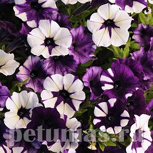 Петуния Shock Wave Purple Tie Dye - 5 шт 10905