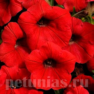 Петуния Shock Wave Red - 5 шт 10906