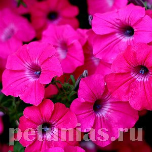 Петуния Tidal Wave Hot Pink - 5 шт 10921