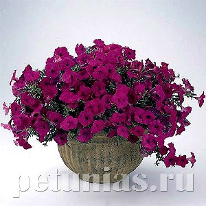 Петуния Tidal Wave Purple - 5 шт 10922