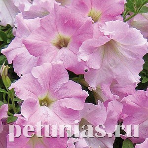 Петуния Diamond Pearly Shades - 5 шт 10937