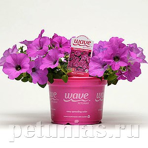 Петуния Wave Lavender - 5 шт 10944