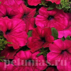 Петуния Wave Purple - 5 шт 10947
