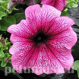 Петуния Daddy Orchid - 10 шт 10954