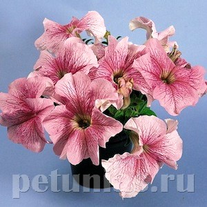 Петуния Daddy Peppermint - 10 шт 10955