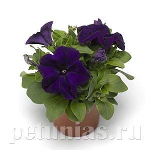 Петуния Duvet Blue - 5 шт 10958