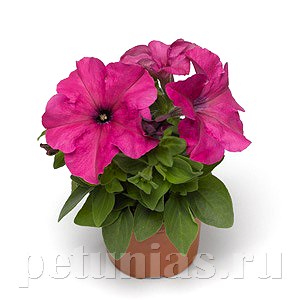 Петуния Duvet Pink - 5 шт 10960