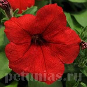 Петуния Eagle Red - 10 шт 10966
