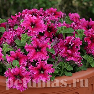 Петуния Espresso Frappe Rose - 10 шт 10970