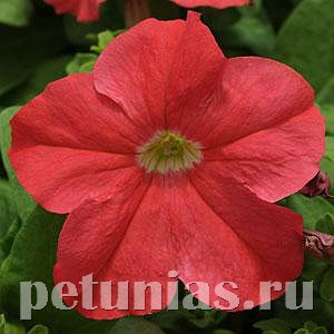 Петуния Ez Rider Deep Salmon - 5 шт 10974