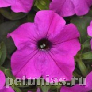 Петуния Ez Rider Violet - 5 шт 10977
