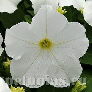 Петуния Ez Rider White - 5 шт 10978