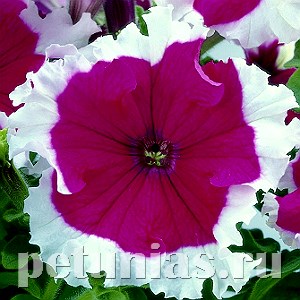 Петуния Frost Cherry - 10 шт 10980