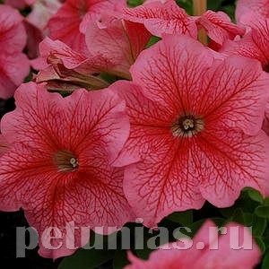 Петуния Limbo GP Red Veined - 10 шт 11003