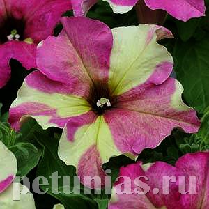 Петуния Sophistica Lime Bicolor - 5 шт 11020