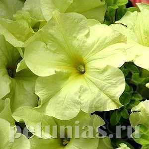 Петуния Sophistica Lime Green - 5 шт 11021