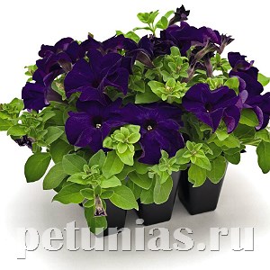 Петуния SUCCESS! 360° Blue - 10 шт 11023