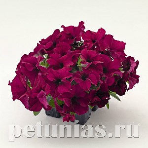 Петуния SUCCESS! 360° Burgundy - 10 шт 11024