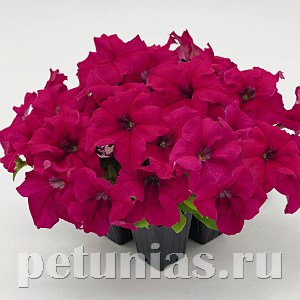 Петуния SUCCESS! 360° Deep Rose - 10 шт 11027