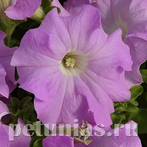 Петуния Supercascade Lilac - 10 шт 11049