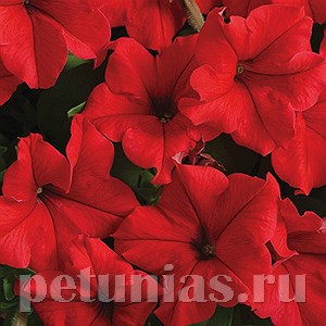 Петуния Supercascade Red - 10 шт 11051