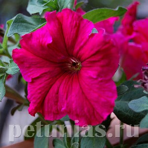 Петуния Supercascade Rose - 10 шт 11052