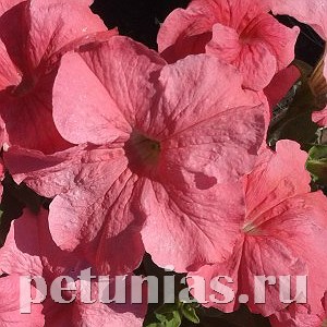 Петуния Supercascade Salmon - 10 шт 11053