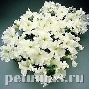 Петуния Supercascade White - 10 шт 11054