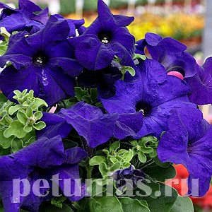 Петуния Tango Blue - 10 шт 11055