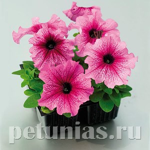 Петуния Tango Plum - 10 шт 11059
