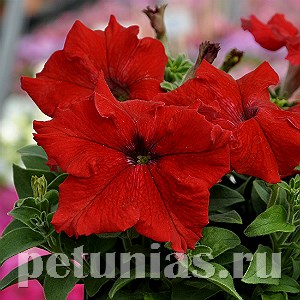 Петуния Tango Red - 10 шт 11060