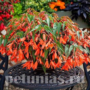 Бегония boliviensis Bossa Nova Orange - 3 шт 10193