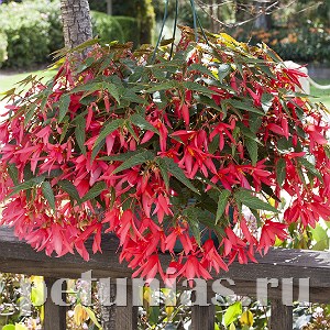 Бегония boliviensis Bossa Nova Pink Glow - 3 шт 10194