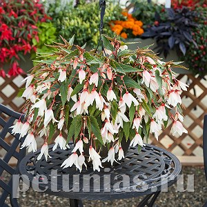 Бегония boliviensis Bossa Nova Pure White - 3 шт 10195