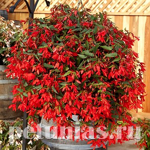 Бегония boliviensis Bossa Nova Red - 3 шт 10196